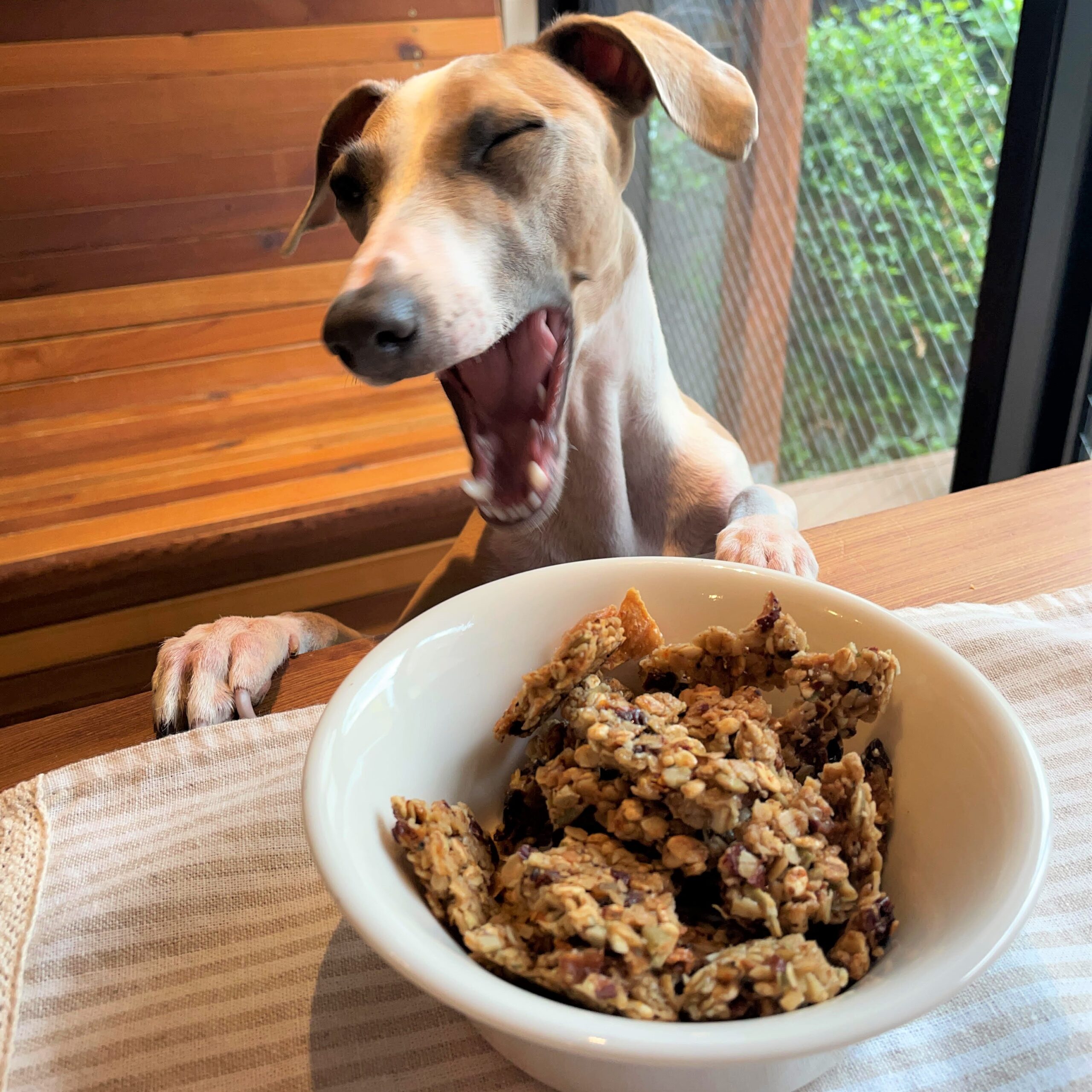 新商品 グラノーワン 犬 ヒト用グラノーラ 薬膳カフェ日月 ひげつ